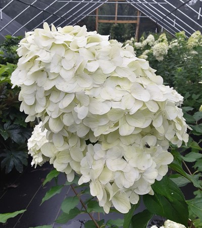 7g Limelight Hydrangea