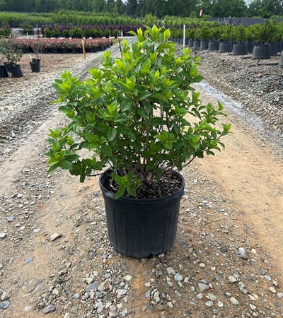 7g Limelight Prime Hydrangea