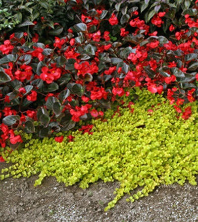 1g Creeping Jenny