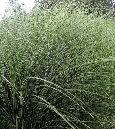 3g Morning Light Maiden Grass