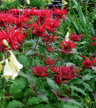 1g Jacob Cline Monarda (Bee Balm)