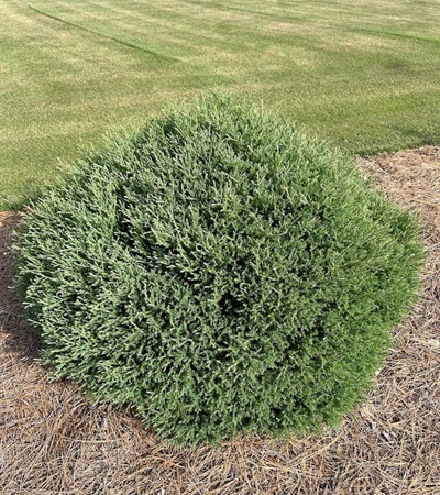 7g Mr Bowling Ball Arborvitae