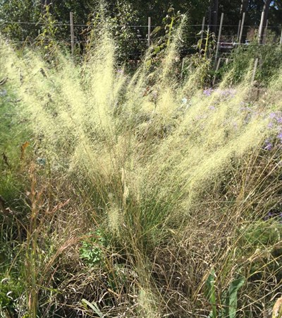3g White Cloud Muhly Grass