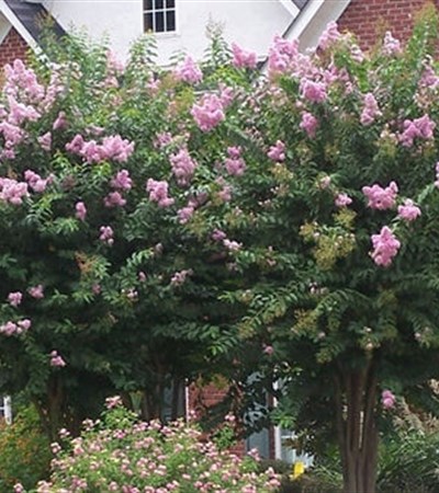 25g Muskogee Crape Myrtle