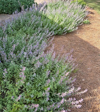 3g Walker's Low Catmint