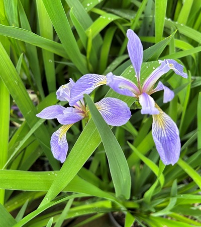 1g Northern Blue Flag Iris 
