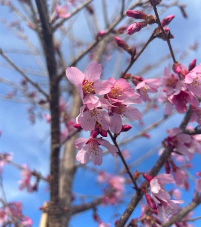 15g Okame Cherry