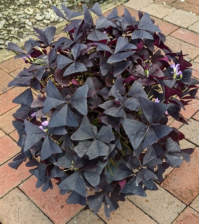 2g Ebony Allure™ Oxalis