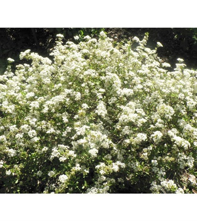 7g Raulston's Hardy Viburnum