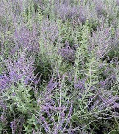 1g Little Spire Russian Sage
