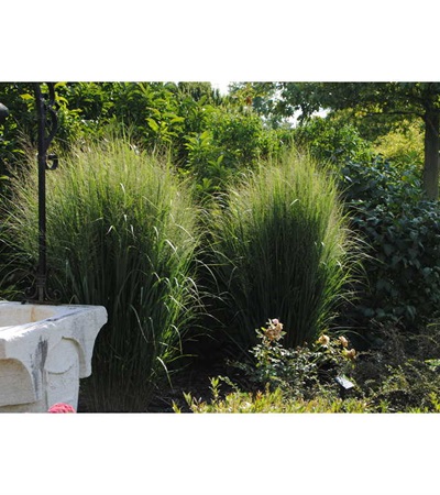 3g Northwind Panicum