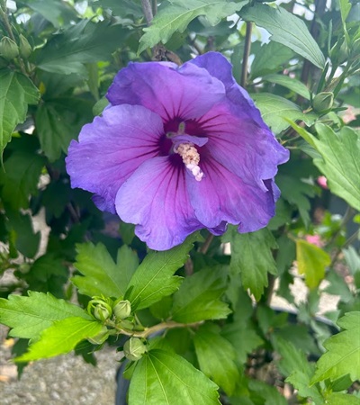 7g Paraplu® Violet Rose of Sharon