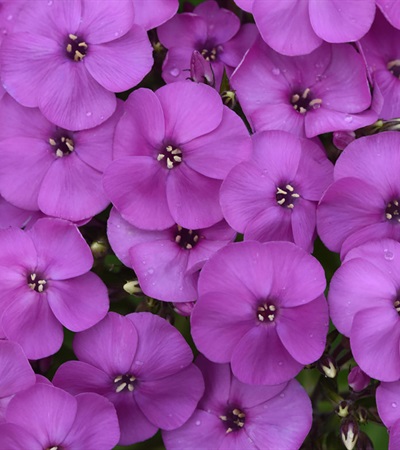 2g Ka-Pow Lavender Phlox