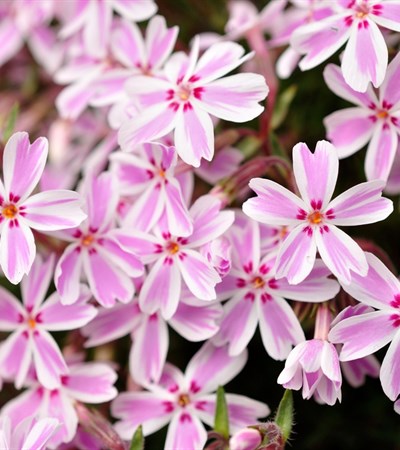1g Candy Stripes Creeping Phlox
