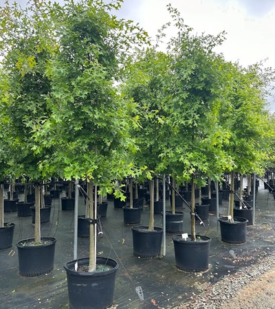 25g Pin Oak