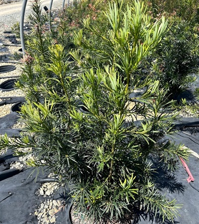 7g Chinese Shrub Yew