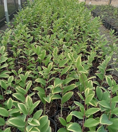 1g Variegated Solomon's Seal