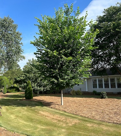 25g Princeton Elm