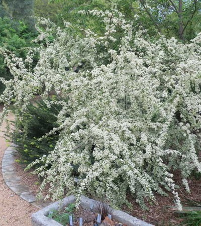 7g Variegated Pyracantha (Scarlet Firethorn)
