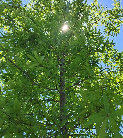 25g Willow Oak
