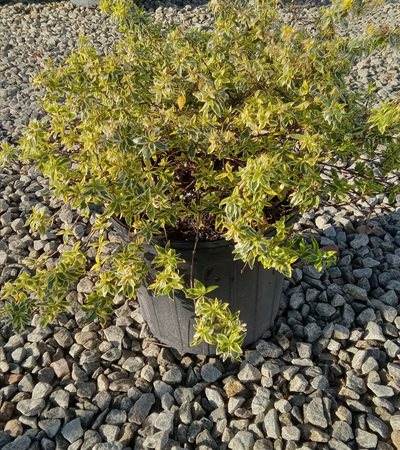 3g Radiance Abelia