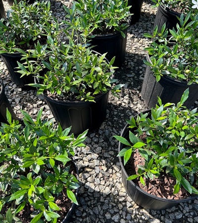 3g Radicans Gardenia