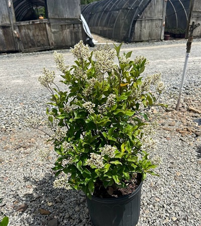 3g Recurve Wavy Leaf Privet