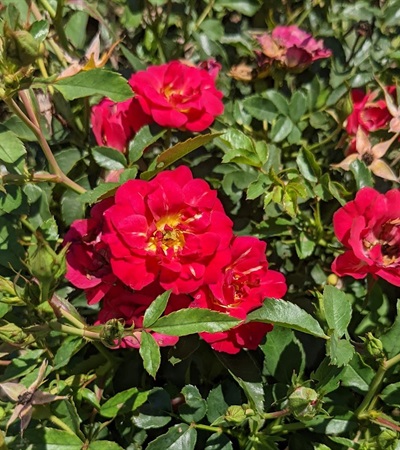 3g Red Drift® Rose