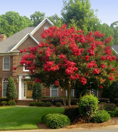 25g Red Rocket Crape Myrtle