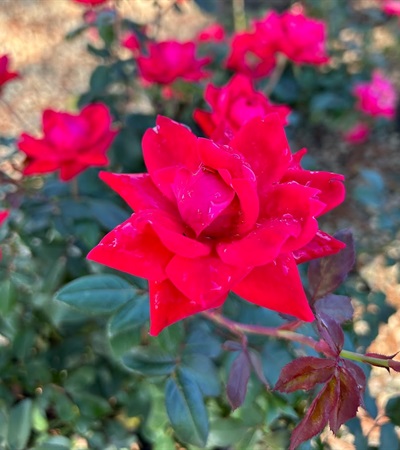 3g Double Red Knock Out® Rose
