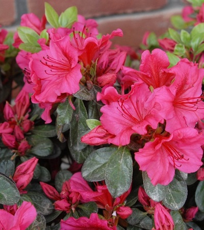 3g Girard's Crimson