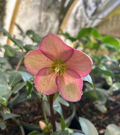 2g Ice N' Roses Rose Lenten Rose