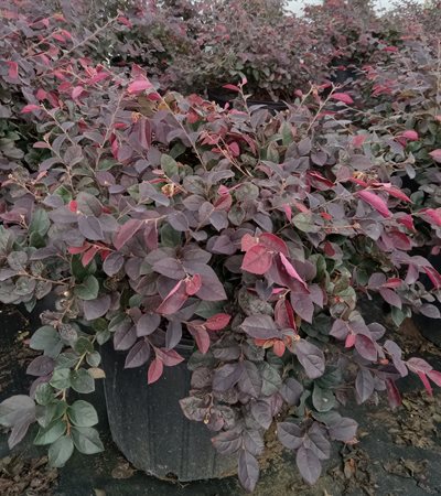 5g Ruby Loropetalum