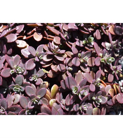 2g Firecracker Sedum