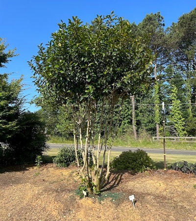 15g Serendipity Magnolia - Tree Form