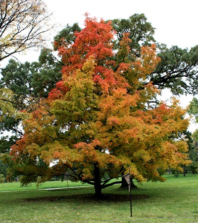 25g Shantung Maple