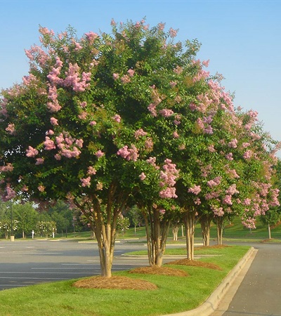 25g Sioux Crape Myrtle