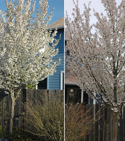 15g Snow Goose Flowering Cherry