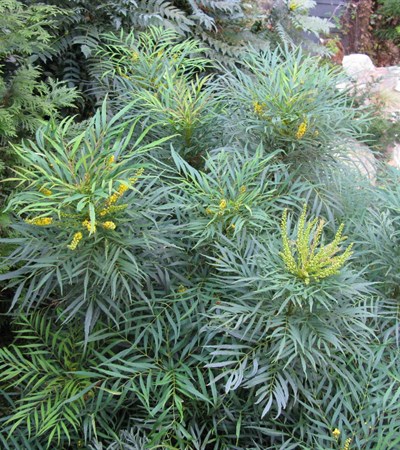 5g Soft Caress Mahonia