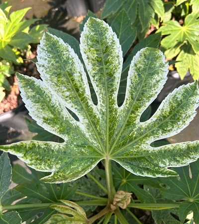 7g Spider Web Fatsia