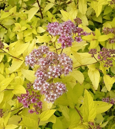 3g Lemon Princess Spirea