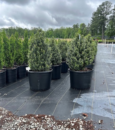 25g Steeds Japanese Holly