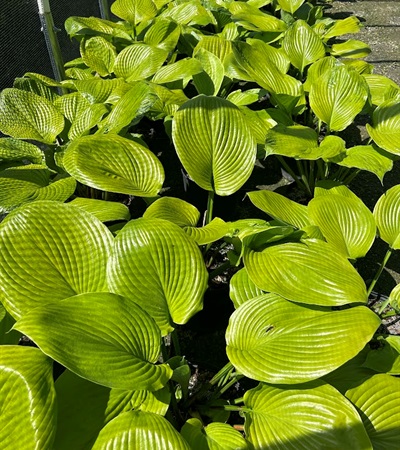 3g Sum and Substance Hosta
