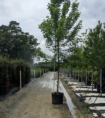 25g Sun Valley Red Maple