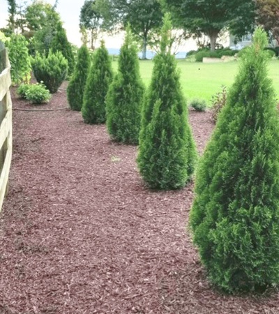 25g Emerald Squeeze™ Arborvitae