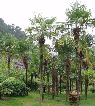 10g Windmill Palm