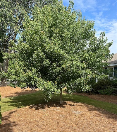 25g Trident Maple