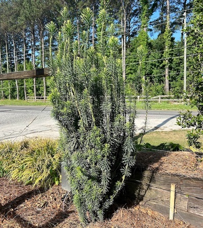 15g Upright Japanese Plum Yew