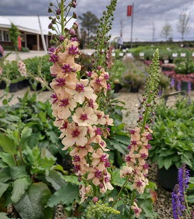 2g Southern Charm Verbascum