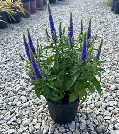 1g Royal Candles Veronica